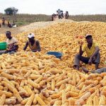 FACRA traça meios de ajuda aos produtores e garante forma de escoamento do milho em risco de degradação